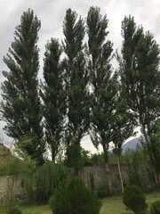 The Most Beautiful Trees In The World