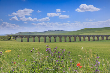 Springtime: hilly landscape with green wheat fields in Apulia, Italy. View of the 21 Arch Bridge,...