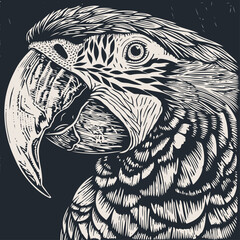 Macau parrot, vector illustration