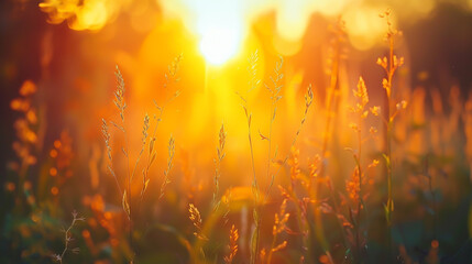 Serenely Captured Sunset Amidst Untamed Tall Grass, Amidst Scenic Rural Beauty,