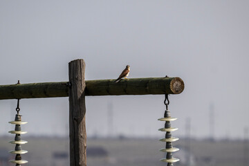 kestrel bird on a spring day on a day hunt