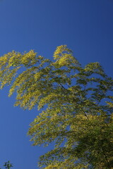 見上げる竹を青空
