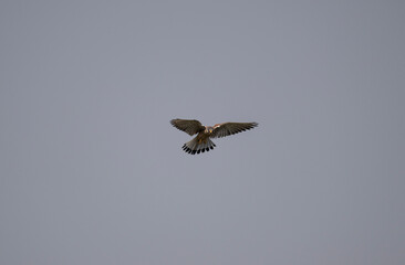 kestrel bird on a spring day on a day hunt