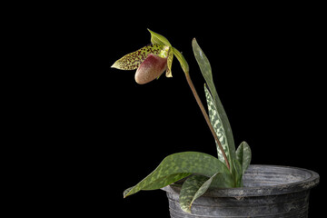 Closeup view of blooming lady slipper orchid species paphiopedilum sukhakulii with purple red and...