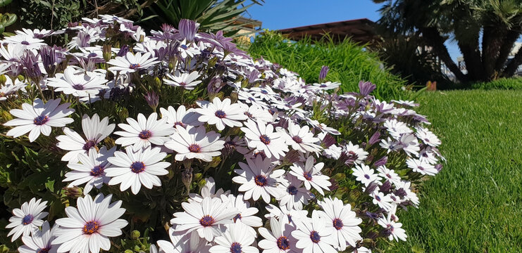 Bush of white flowers osteospermum or dimorphotheca. Panorama.