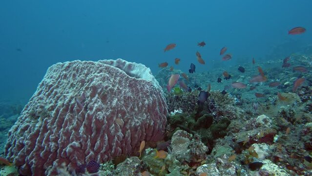 Xestospongia testudinaria (Barrel Sponge) grows on a steep rocky slope of a tropical sea and red tropical fish swim next to it.