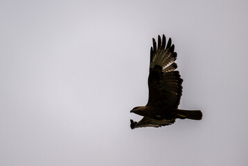 steppe eagle in the spring blooming steppe looks out for its prey