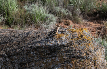 A colorful and beautiful hoopoe gathers food on the ground on a spring day