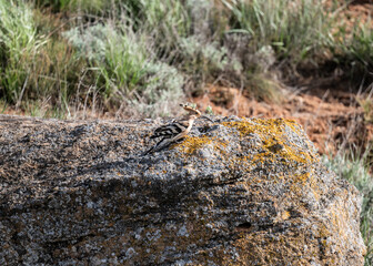 A colorful and beautiful hoopoe gathers food on the ground on a spring day