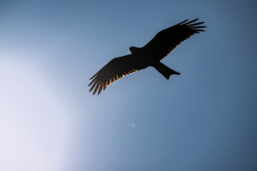 a black kite flies against the background of the deep sky with its wings spread wide