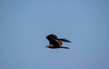Hobby falcon bird on a spring day on a day hunt