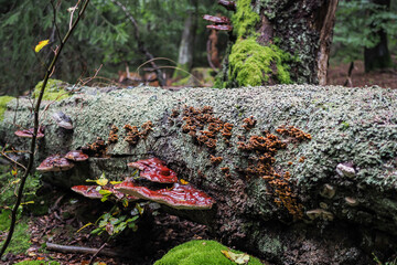 Fruchtkörper des glänzenden Lackporlings an einem umgefallenen Buchenstamm