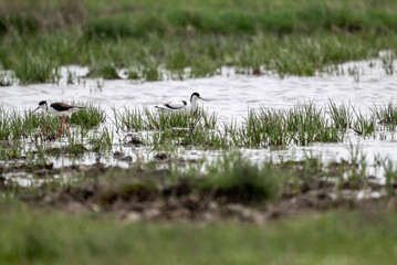 Avocet bird on the lake looking for food on a spring day