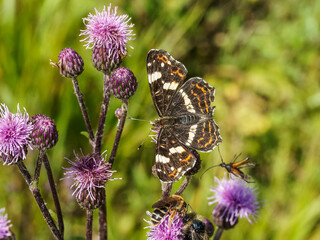 Landkärtchen auf einer Distelblüte