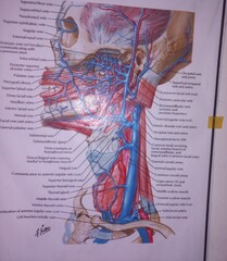 anatomy of the human body