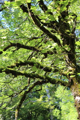 arbre, forêt, nature, vert, printemps, bois, paysage, feuille, vieux, branchages, naturel, environnement, chemin, jungle, mousse