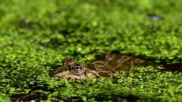 Frog in water. Pool frog swimming. Close-up of Pelophylax lessonae. One European frog. Real time.