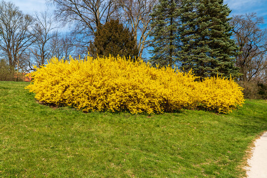 Public park near Lednice castle in Czech republic with forsynthia intermedia Zabel shrubs and higher trees