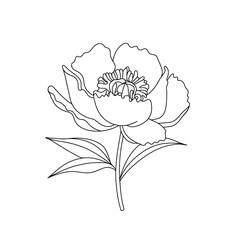 Black line drawing of peony flower isolated on white. Hand drawn sketch, vector illustration. Decorative element for greeting card, wedding invitation, other print products.