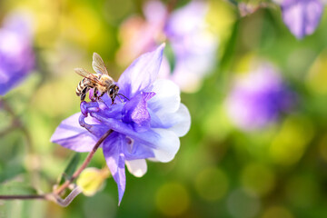 Close-up of a large bee collecting pollen on a green background.