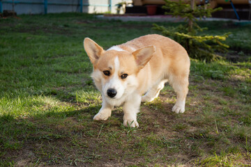 A cheerful baby corgi poses for the camera. Funny pets.