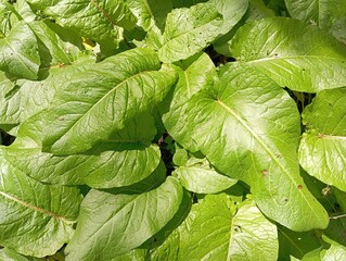 green leaves in the garden