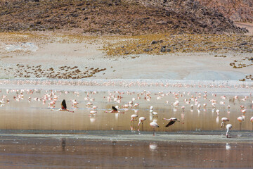 Flamingo in Bolivia