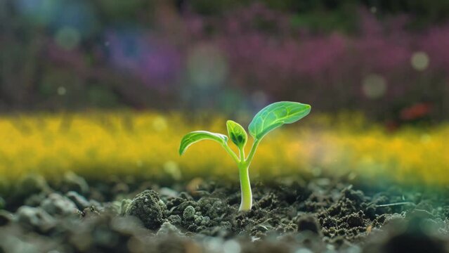 Time-lapse of plants sprouting and growing in spring meadow