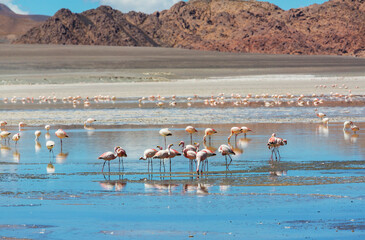 Flamingo in Bolivia