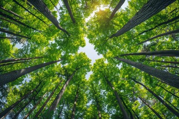 Obraz premium A competition among forest trees for sunlight, essential for their survival and sustenance of life.