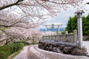 Mitoyo, Kagawa, Japan - April 9 2025 : Ise Asahiyama Hongu shrine in the Asahiyama Shinrin Park ( Mt. Asahi Forest Park ). Cherry blossoms in full bloom in Shikoku island.