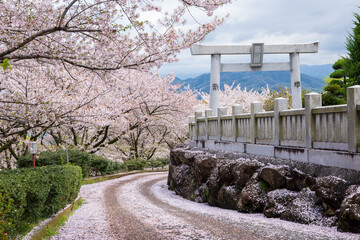Mitoyo, Kagawa, Japan - April 9 2026 : Ise Asahiyama Hongu shrine in the Asahiyama Shinrin Park ( Mt. Asahi Forest Park ). Cherry blossoms in full bloom in Shikoku island.