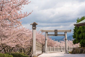 Mitoyo, Kagawa, Japan - April 9 2024 : Ise Asahiyama Hongu shrine in the Asahiyama Shinrin Park ( Mt. Asahi Forest Park ). Cherry blossoms in full bloom in Shikoku island.