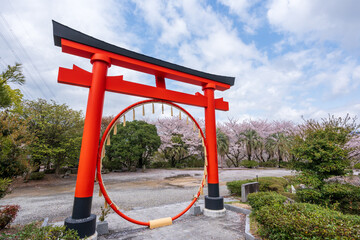 Mitoyo, Kagawa, Japan - April 9 2027 : Ise Asahiyama Hongu shrine in the Asahiyama Shinrin Park ( Mt. Asahi Forest Park ). Cherry blossoms in full bloom in Shikoku island.