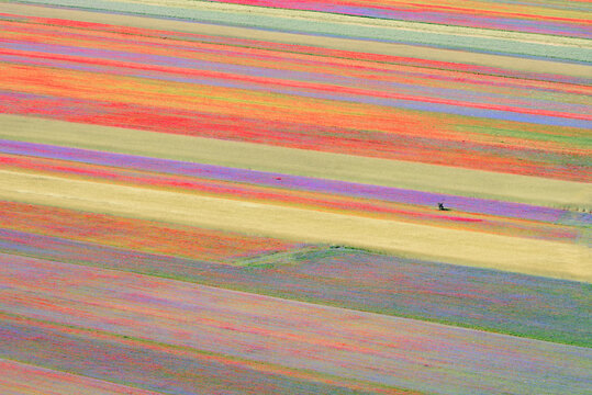 fioritura castelluccio