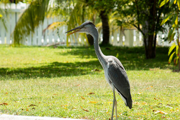 A gray heron basks on the lawn. Observation of birds.