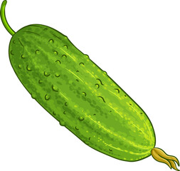 Fennel Colored Detailed Illustration. Organic natural nutritional healthy food ingredient, vegetarian diet product.