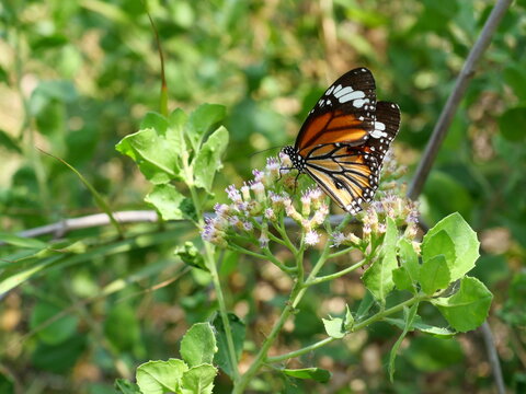 Orange with white and black color pattern on Common Tiger butterfly wing, Monarch butterfly seeking nectar on Bitter bush or Siam weed blossom in the field with natural green background, Thailand