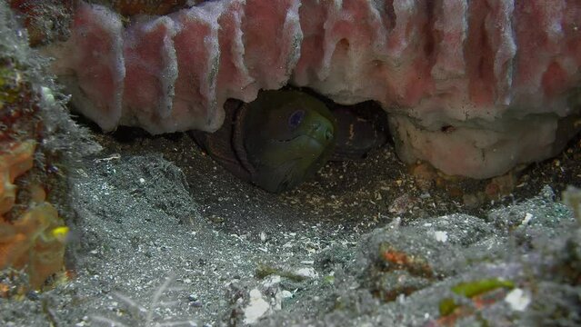 A giant barrel sponge grows on the bottom of the sea and a moray eel sits in a hole underneath it.
Undulated Moray (Gymnothorax undulatus) 150 cm. ID: top of head greenish yellow.