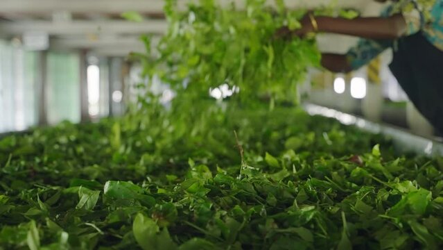 Factory worker traditional attire spreads fresh tea leaves long table drying. Hands sort green leaves quality fermentation process bright indoor setting. Authentic tea production scene. Slow motion.