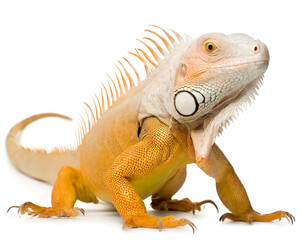 Obraz premium Albino Leguan auf vier beinen isoliert auf weißen Hintergrund, Freisteller 
