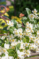 blooming jasmine in the garden in spring