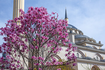 Magnolias bloom in front of the mosque with minarets. Blooming trees in spring against the blue sky...