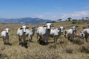 Fototapeta na wymiar Kühe auf der Weide in die Berglandschaft bei Cartago in Costa Rica bei der Trockenzeit