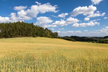 landscape with wheat field forest and beautiful clouds