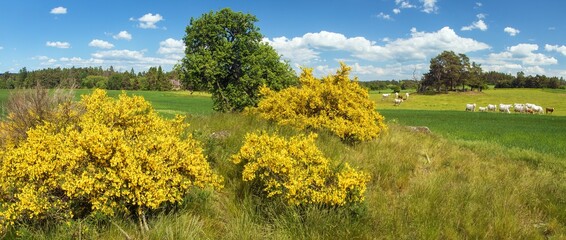 spring landscape with common broom and herd of cows