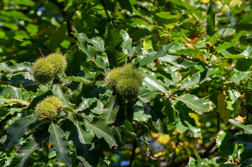 Castanea sativa ripening fruits in spiny cupules, edible hidden seed nuts hanging on tree branches,...