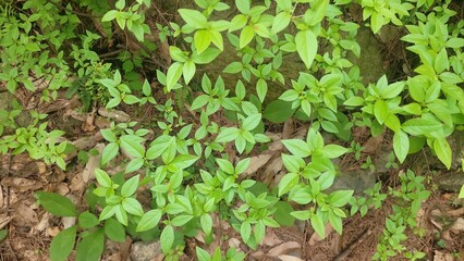 Obraz premium 끝은 뾰족하고 밑은 둥근 큰별꽃의 자태