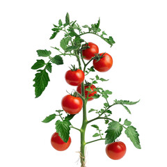 A full grown tomato plant with red tomatoes in soil isolated on white background.