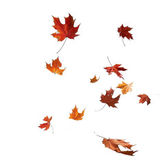 Autumn fall banner with falling maple leaves . Flying color leaves, on white background